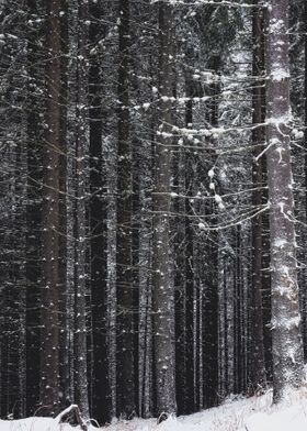 Frozen Forest