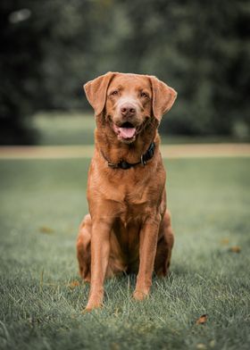 dog on grass