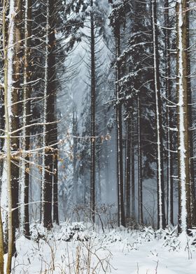 Frozen Forest