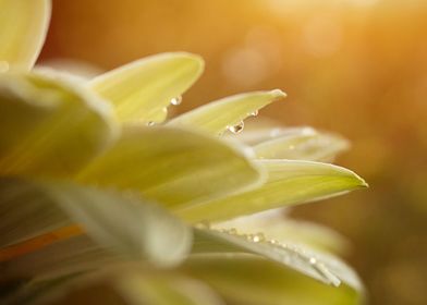 yellow  flower  