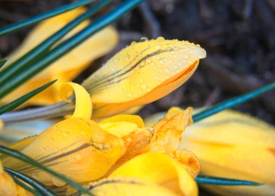 yellow flower blossom  