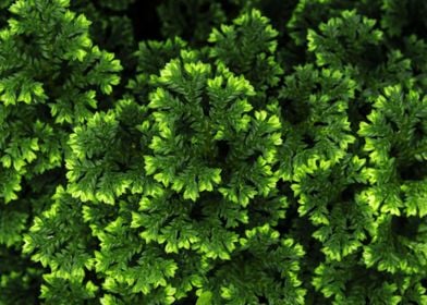 Delicate leaves of fern