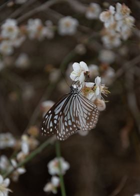 Butterfly Animal