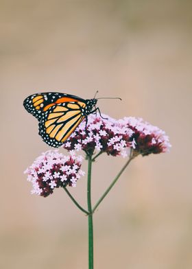 Butterfly Animal