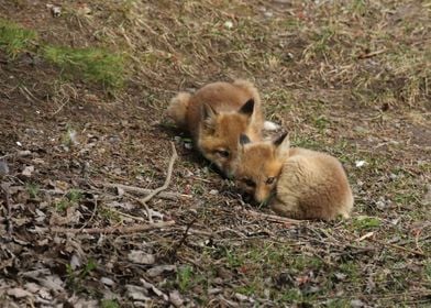 Baby fox sisters