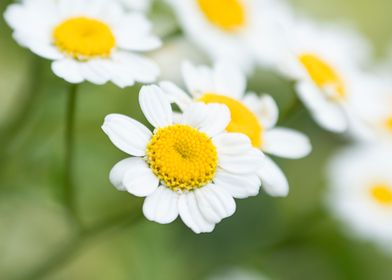 daisies flower