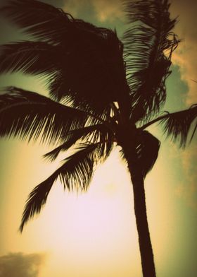 palm tree