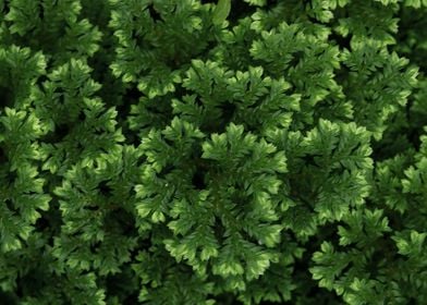 Delicate leaves of fern