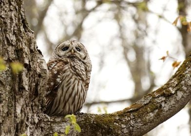 Barred owl beauty