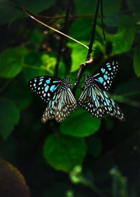 Butterfly Animal