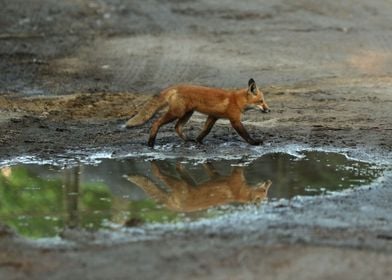 Foxy Reflection