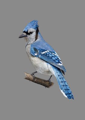 Blue jay