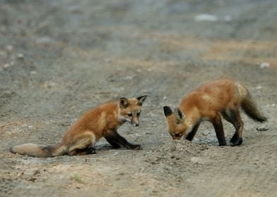 Curious foxes