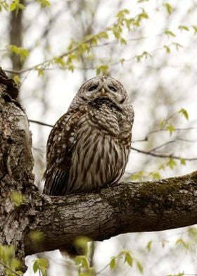 Barred owl close up