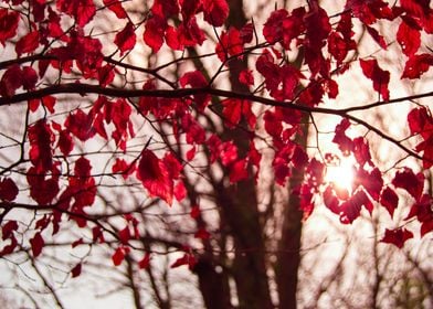 winter Red leaf