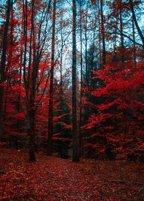 autumn Red leaf