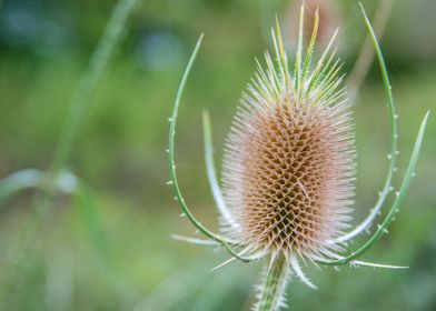 wild teasel