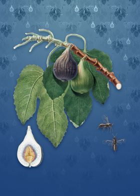 Vintage Fig on Bahama Blue