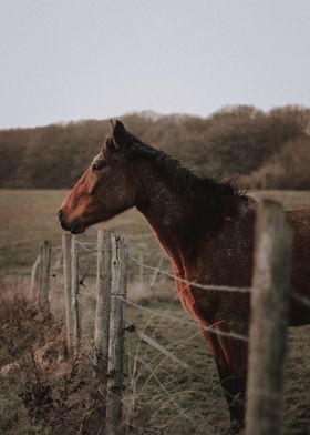 horse field