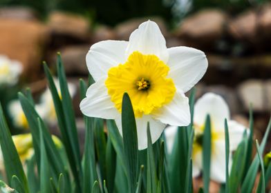 spring flowers