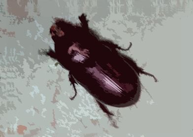 Beetle