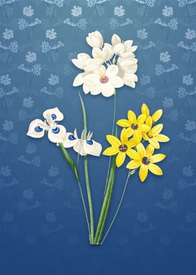 Corn Lily on Bahama Blue