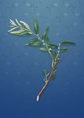 Jujube on Bahama Blue