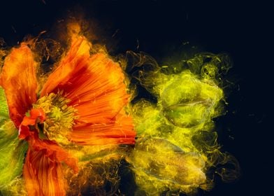 smoky orange flower