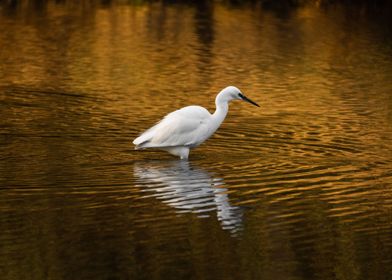 Little Egret in Gold Water