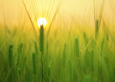 barley field