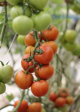 bunch of tomatoes