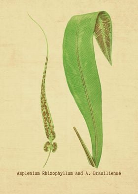 Asplenium Rhizophyllum