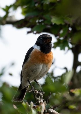 Stonechat Signing