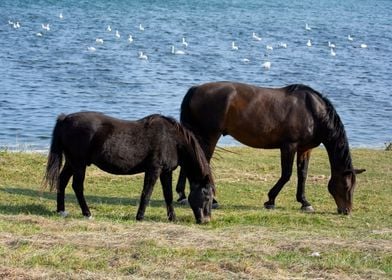 The calm of the horses