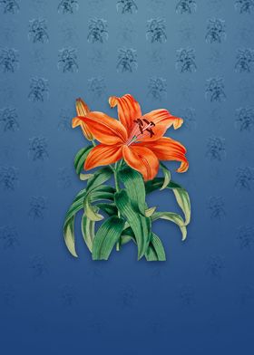 Thunbergs Orange Lily