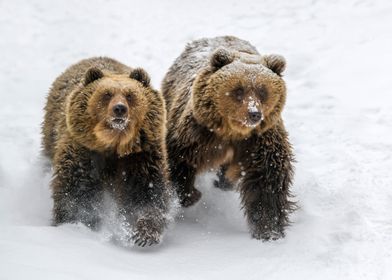 Bears in winter