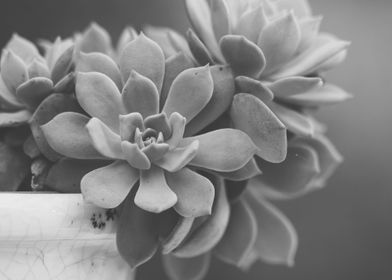 succulent plant gray