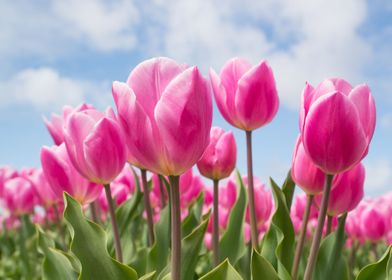 pink tulips