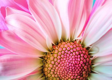 flower Marguerite Daisy