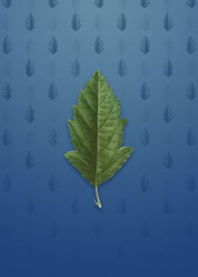 Crabapple on Bahama Blue