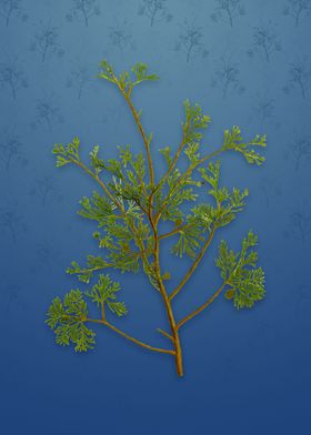 Atlantic White Cypress