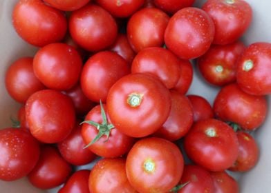 bunch red tomatoes