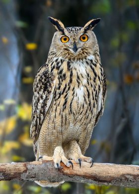 Big owl on branch