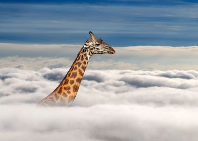Giraffe in clouds