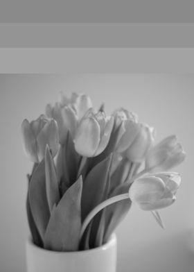 tulip spring flower gray