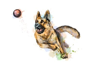 German shepherd dog