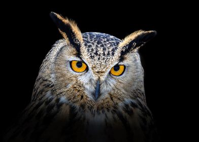 Owl looking big eyes