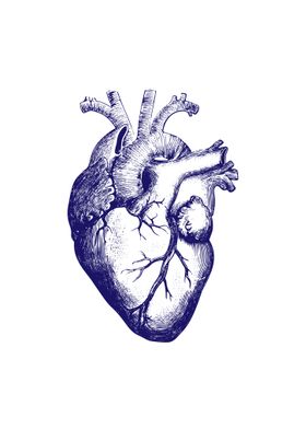 Human heart