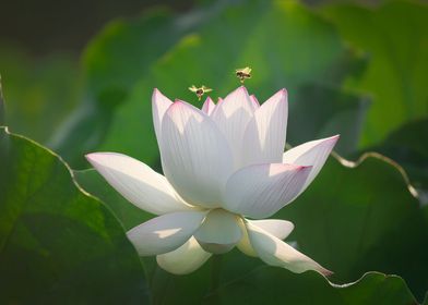 lotus