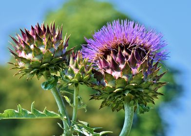 artichokes